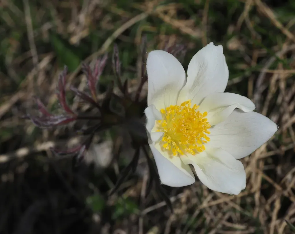 Alpine Pasque Flower
