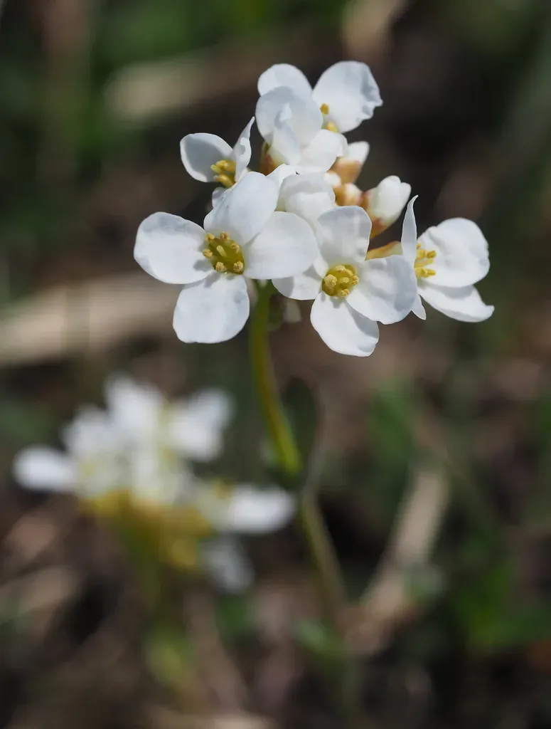 Alpine Pennycress