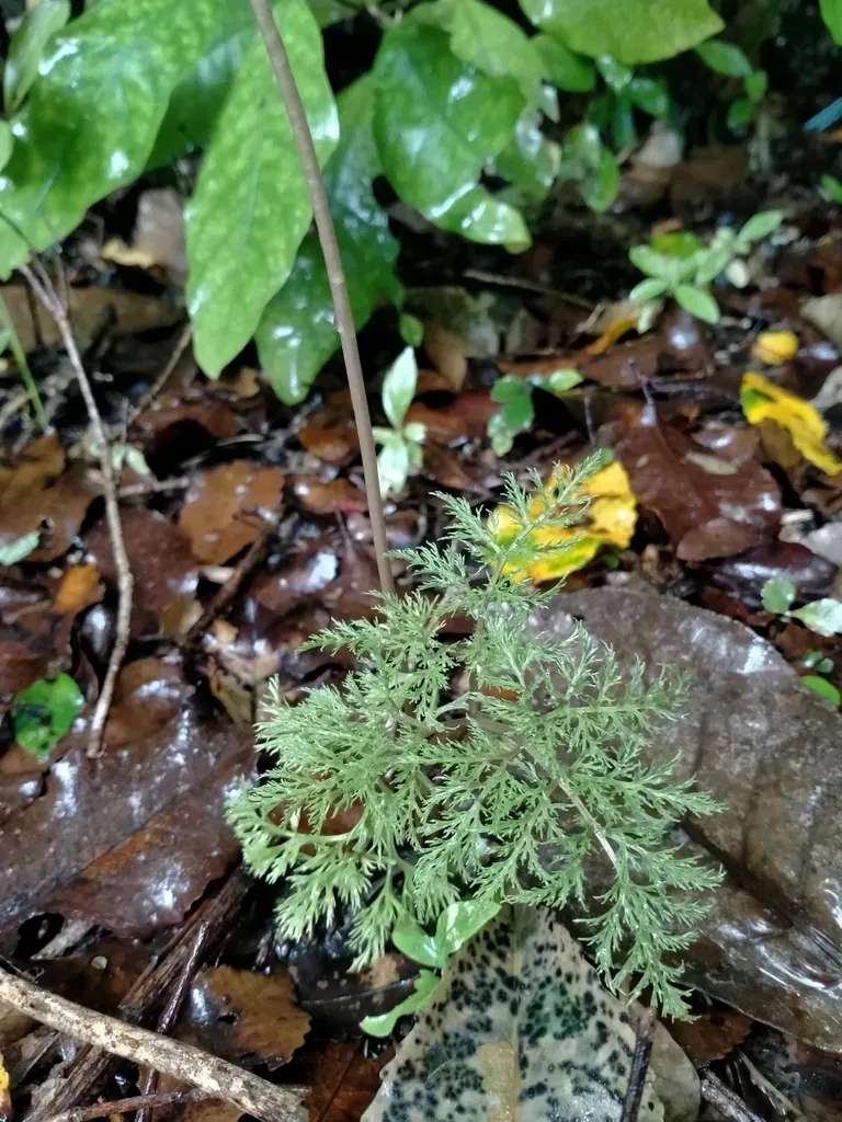 Fineleaf Parsley Fern