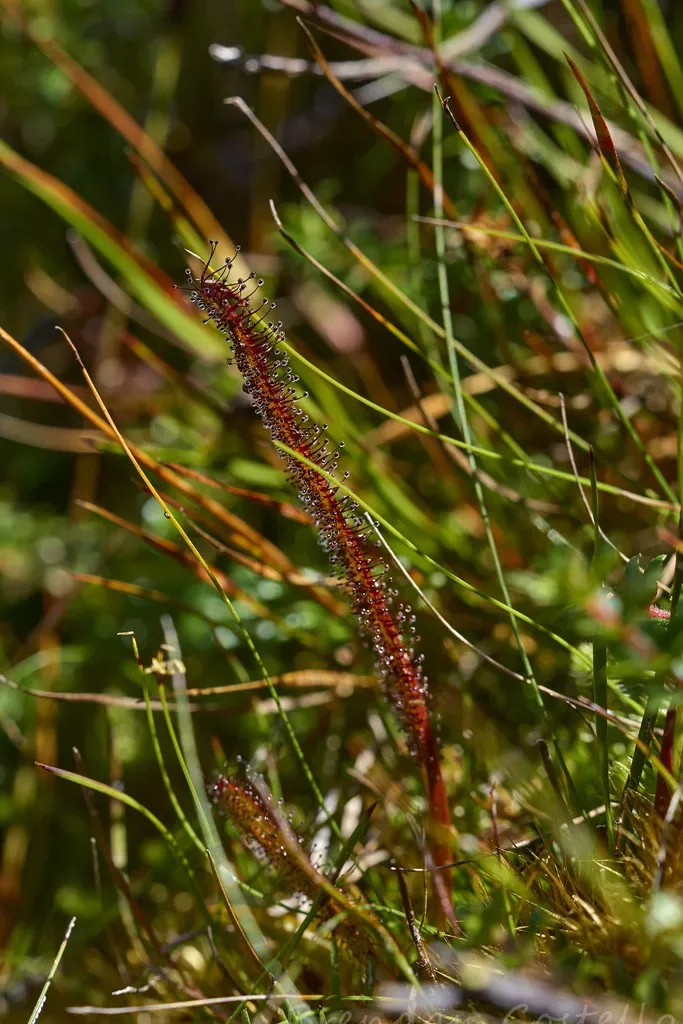 Drosera Murfetii