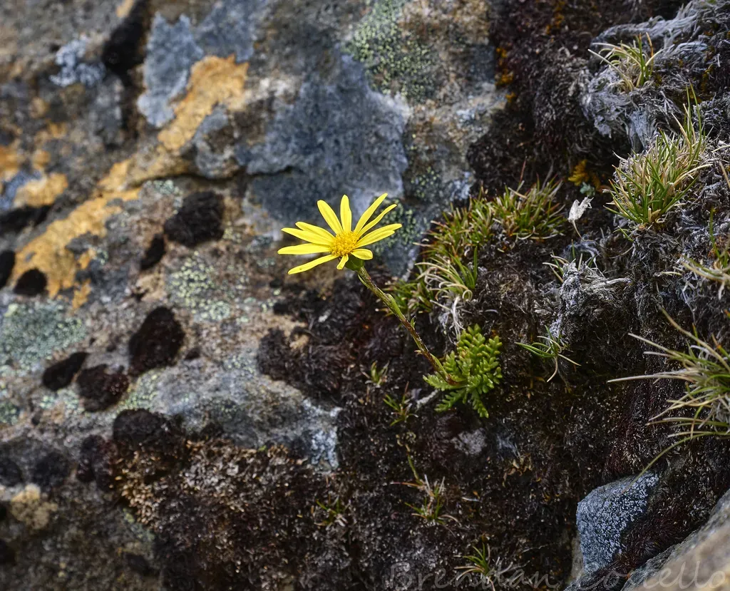 Alpine Groundsel