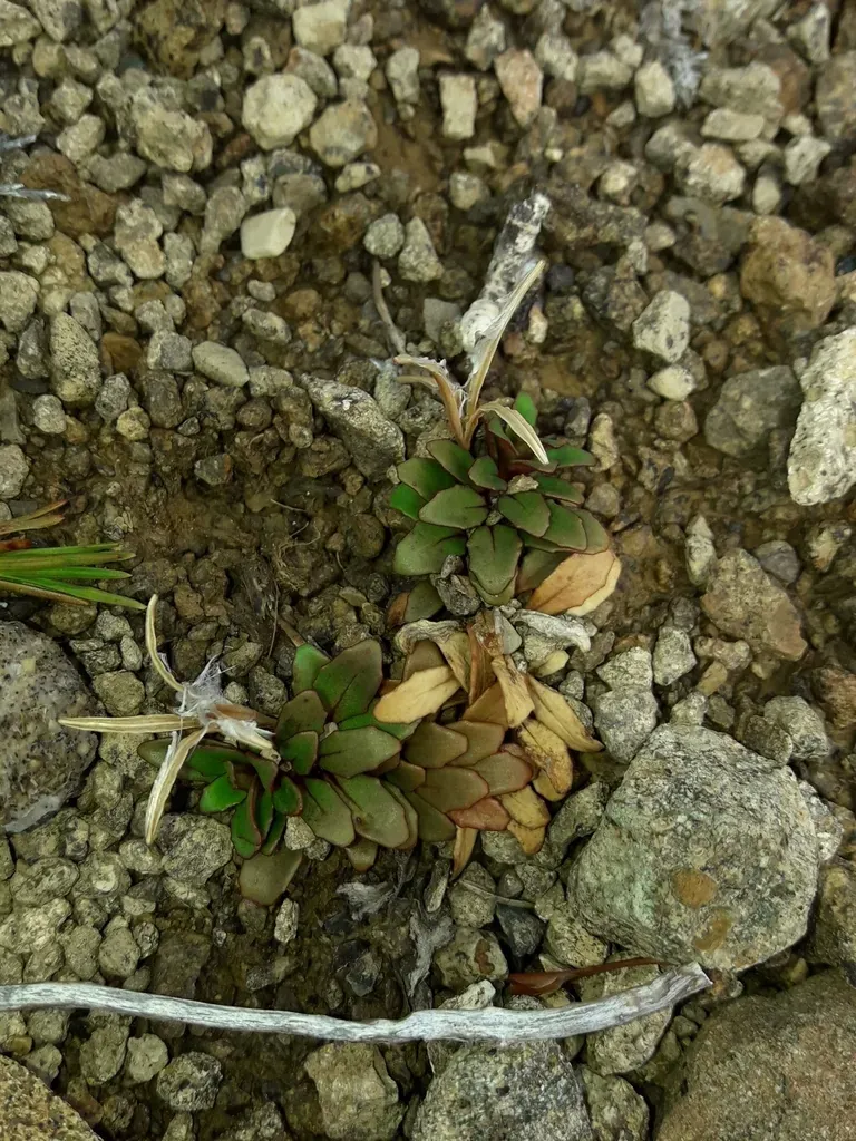 Epilobium Margaretiae