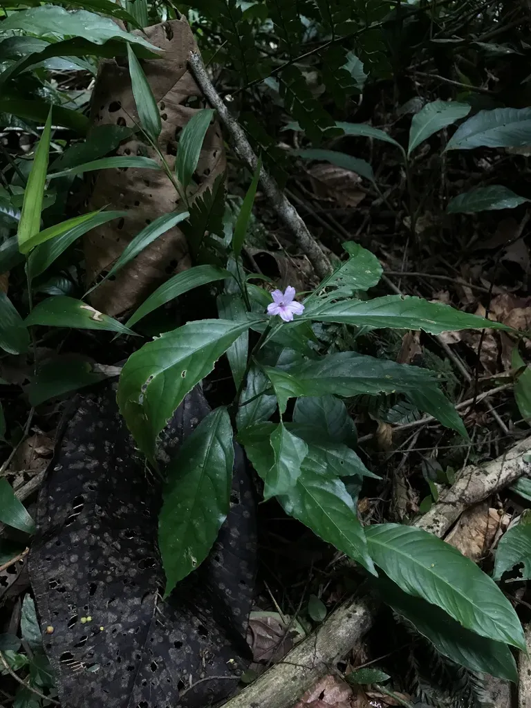 Ruellia Terminalis