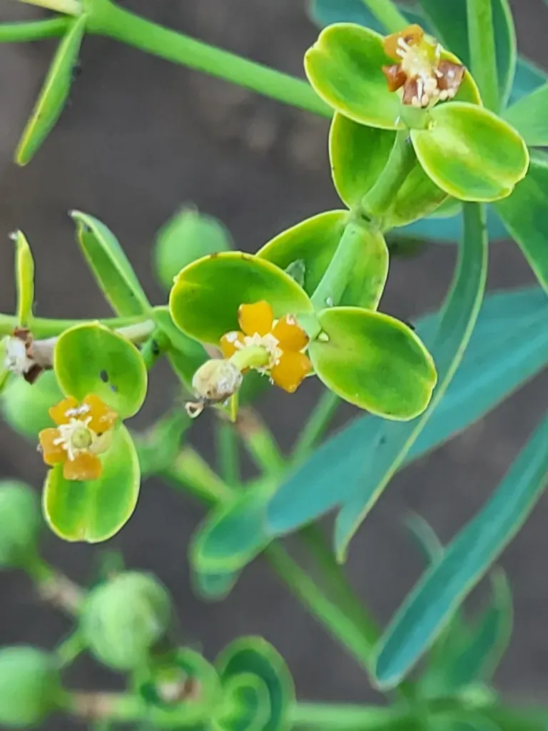 Cabo Verde Spurge