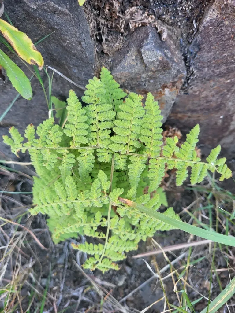 Hypodematium Chrysolepis