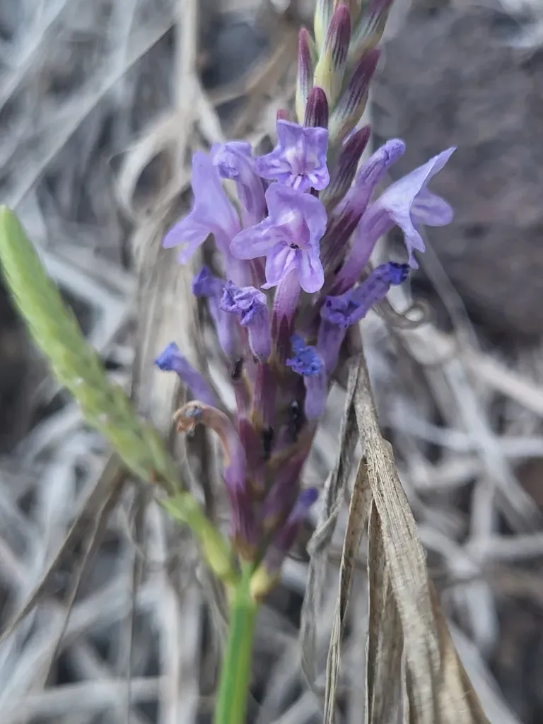 Lavandula Coronopifolia