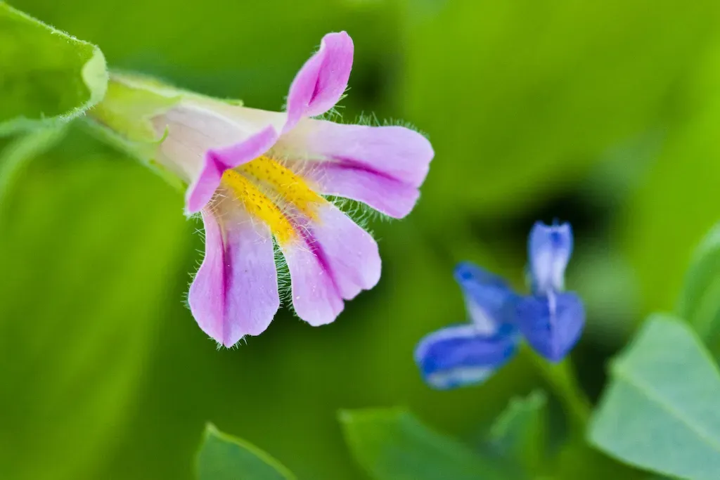 California Blushing Monkeyflower