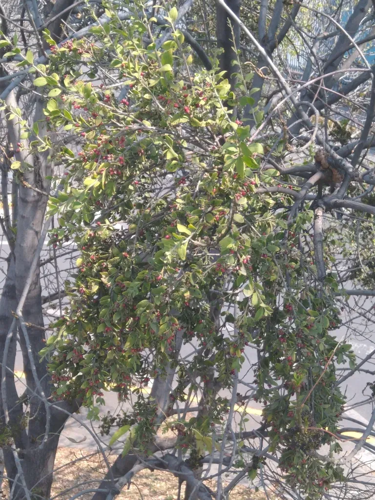 Cladocolea Loniceroides