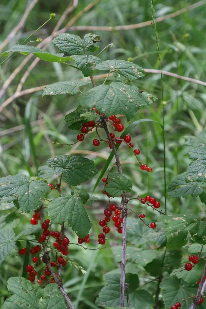 Downy Currant