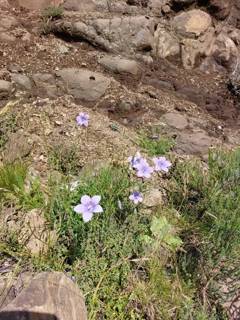 Wahlenbergia Cuspidata