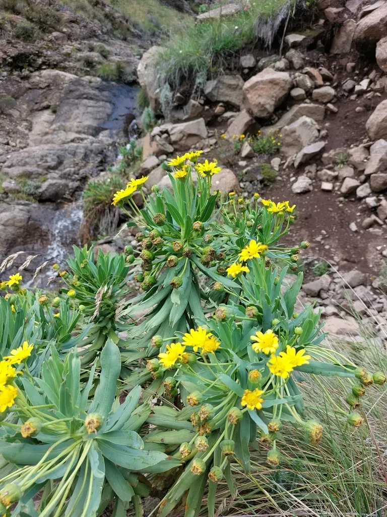 Drakensberg True-eye