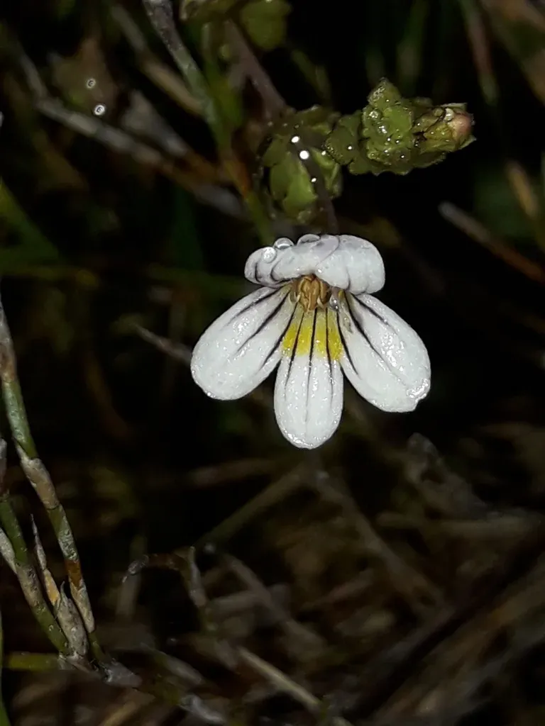 Euphrasia Cheesemanii