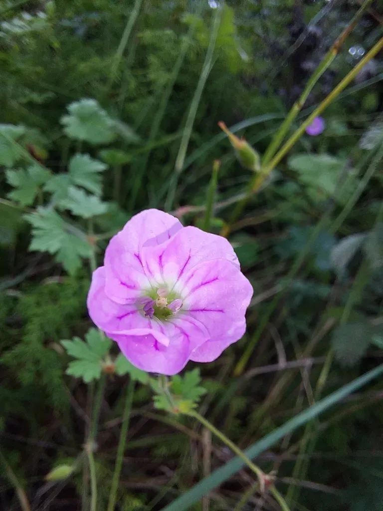 Geranium Schlechteri