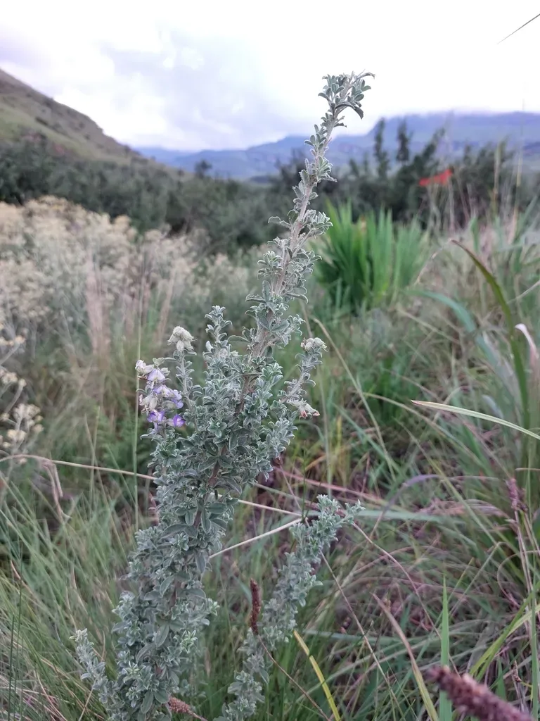 Lotononis Lotononoides