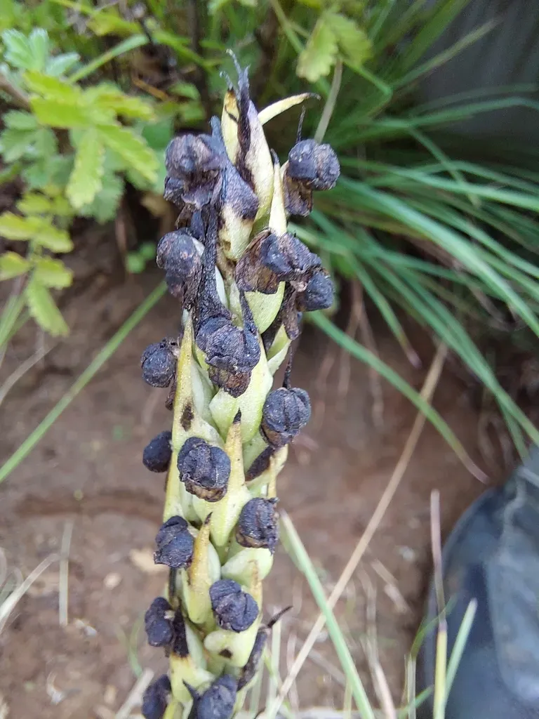 Coil Blackface Monkshood
