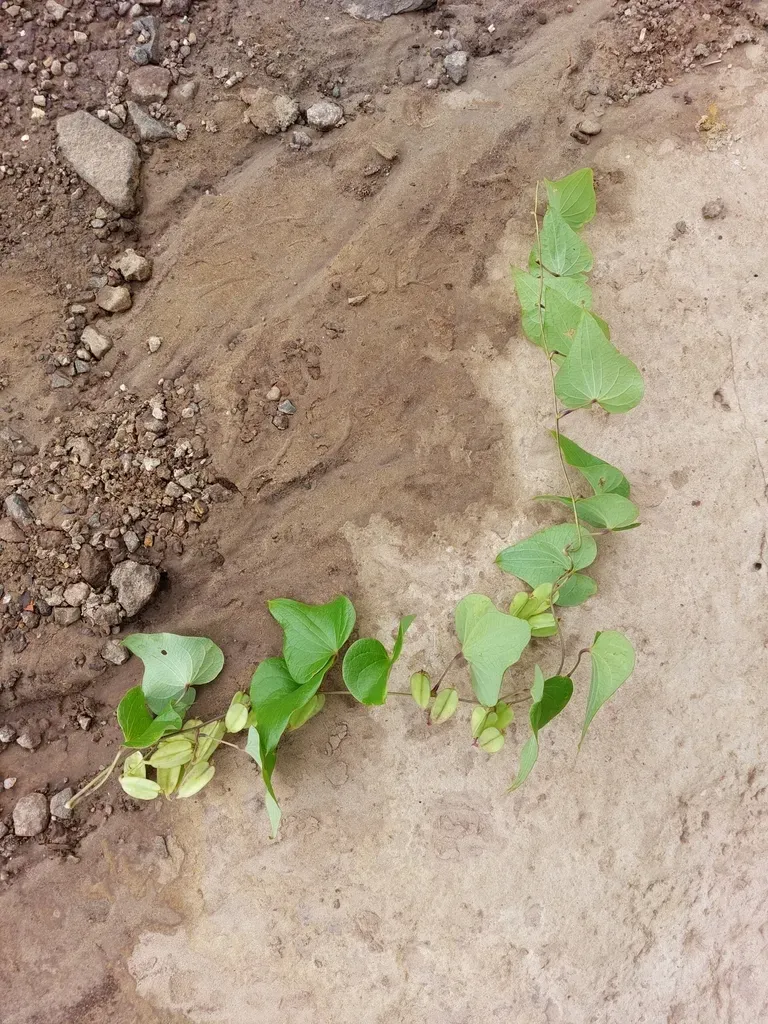 Forest Elephant's Foot