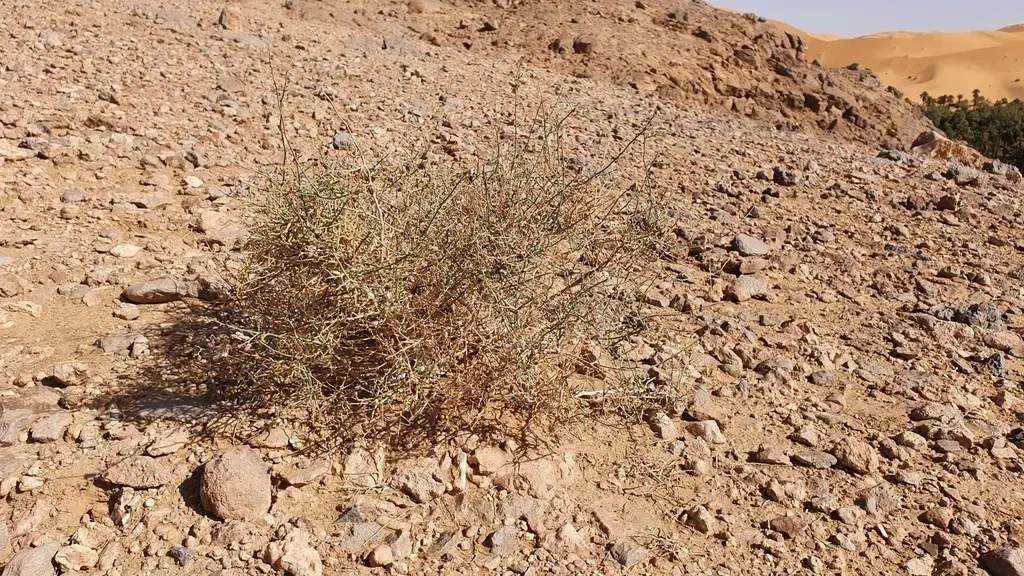 Acanthorrhinum Ramosissimum