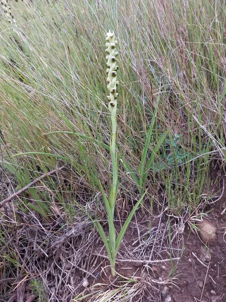 Flange Blackface Monkshood