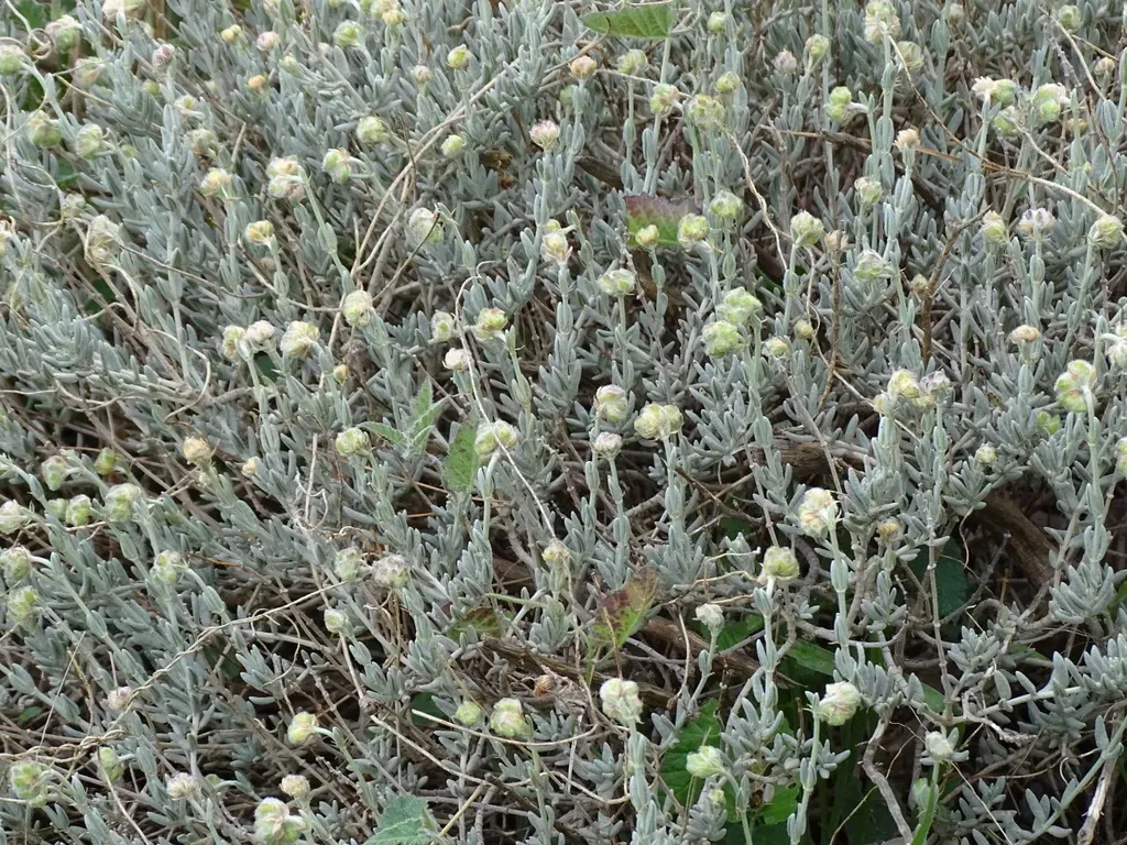 Helianthemum Caput-felis