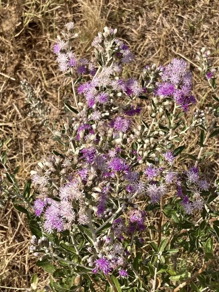 Vernonanthura Chamaedrys