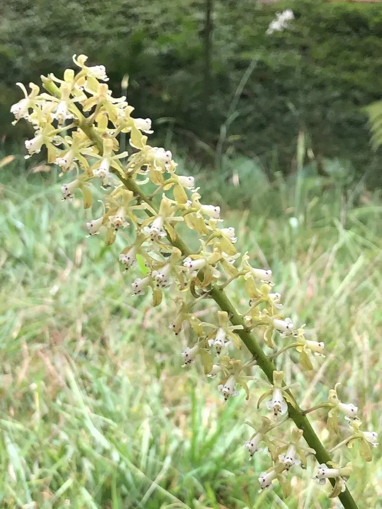 Epidendrum Cylindrostachys
