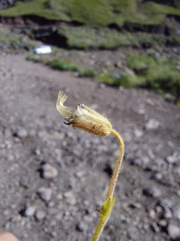Snow Mouse-ear Chickweed