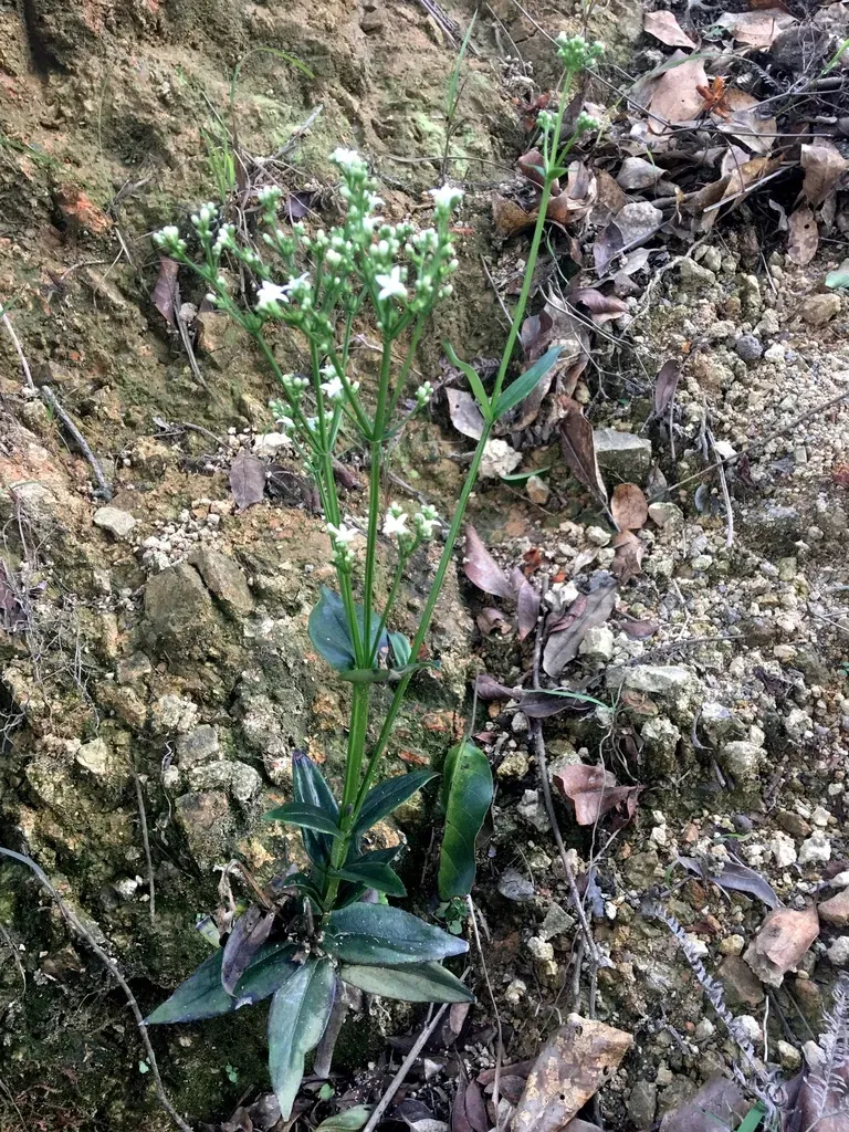 Angle-stemmed Hedyotis