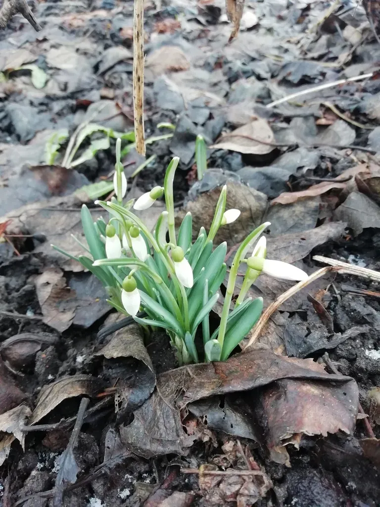 Snowdrop