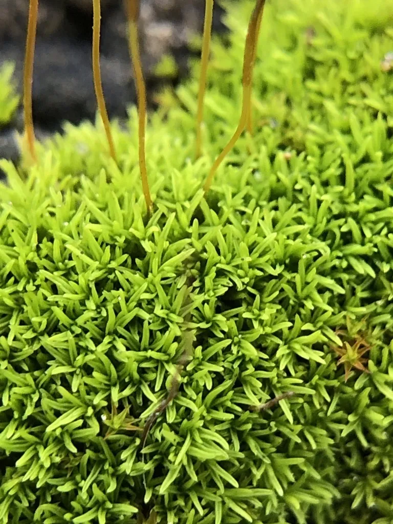 Revolute Beard-moss