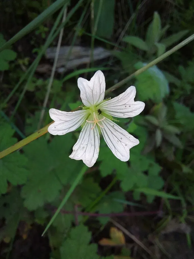 White Cranesbill