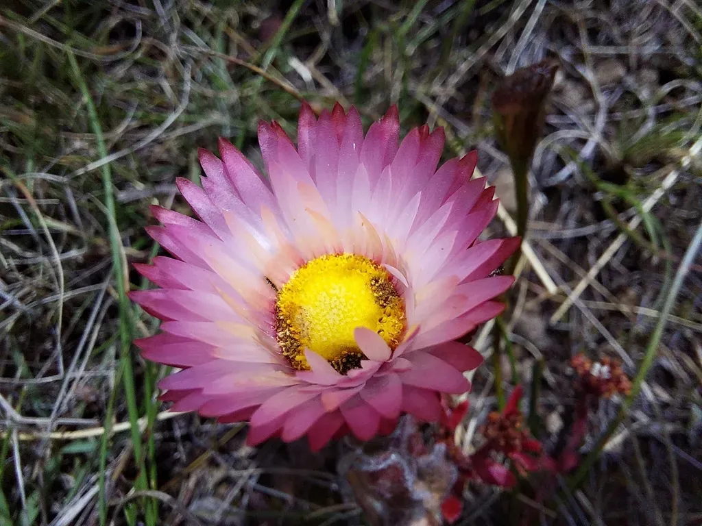 Helichrysum Adenocarpum