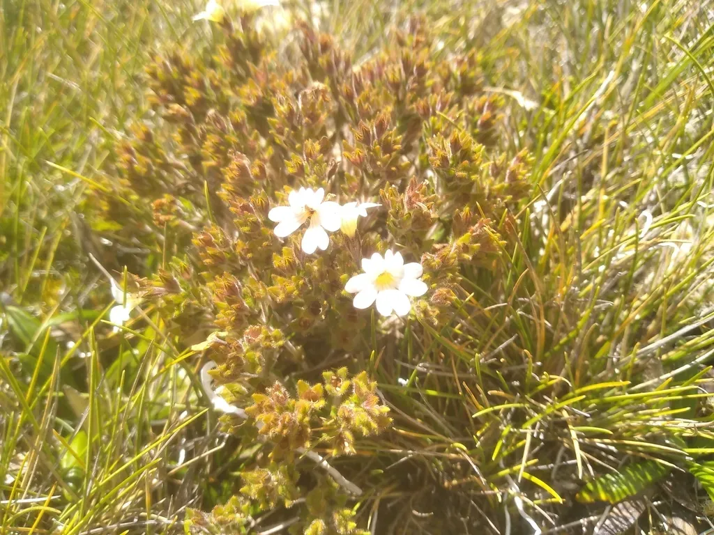 Euphrasia Townsonii