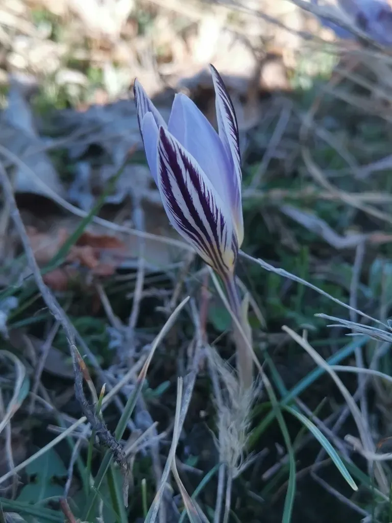 Crocus Variegatus
