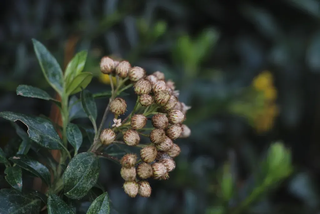 Monticalia Pulchella