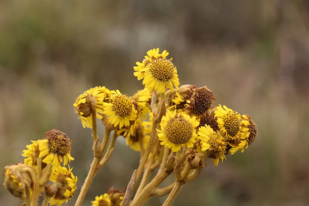 Espeletia Boyacensis
