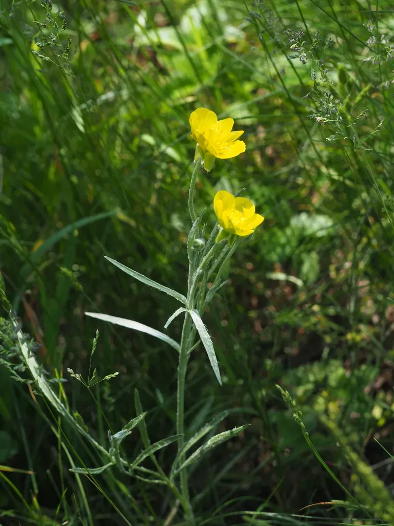 Illyrian Buttercup