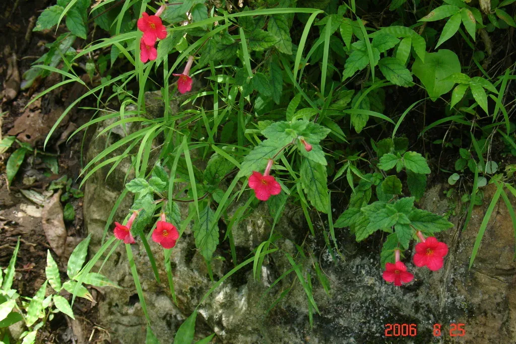 Achimenes Erecta