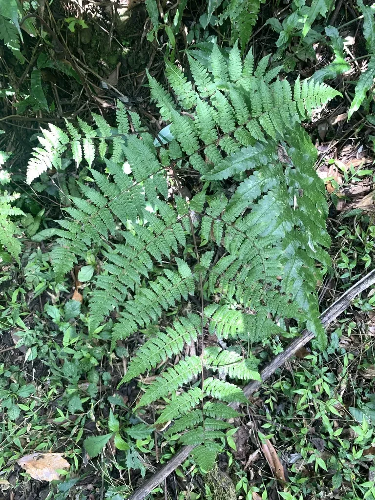 Cornopteris Banajaoensis