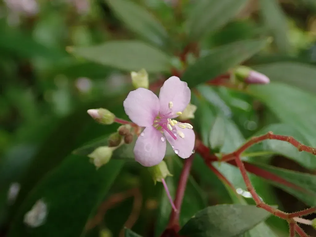 Centradenia Floribunda