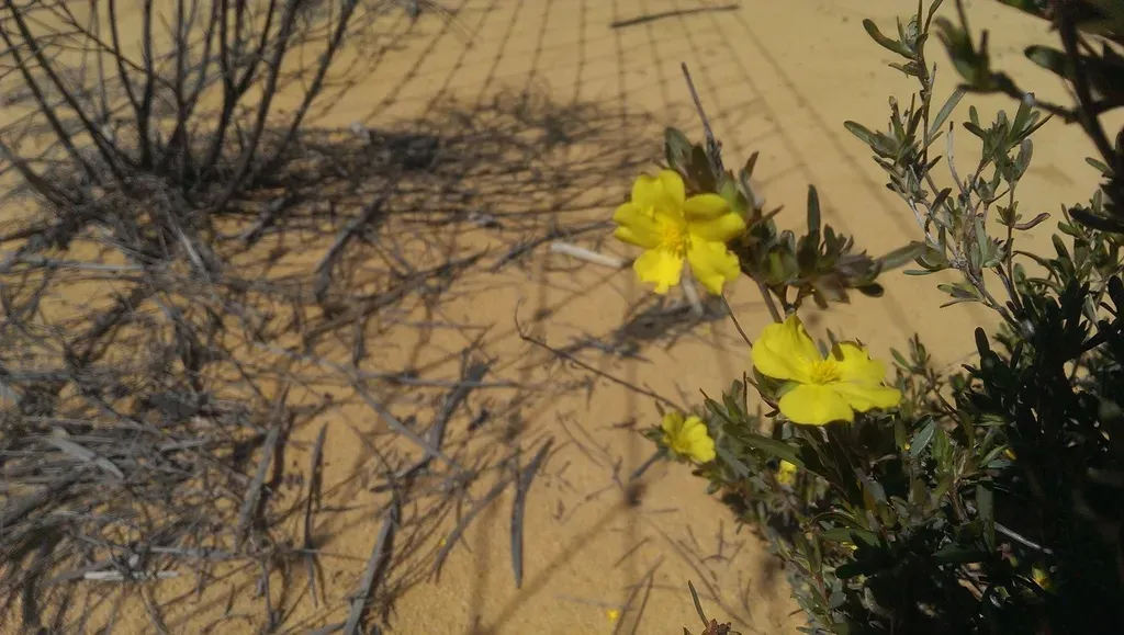 Hibbertia Glomerosa