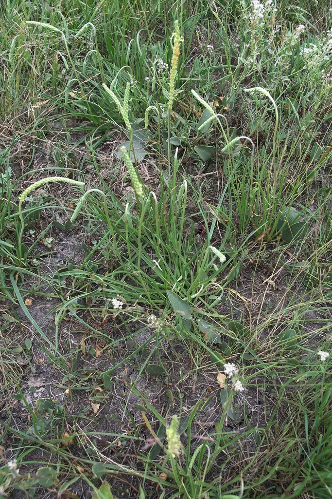 Saliniferous Plantain