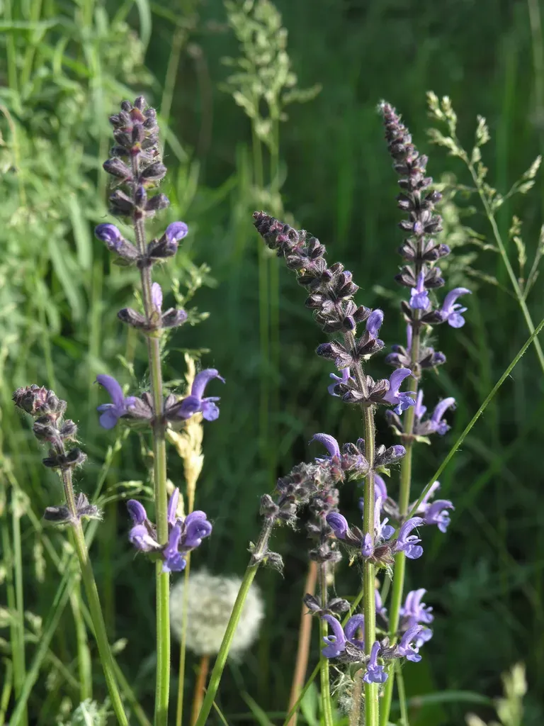 Eastern Meadow Sage