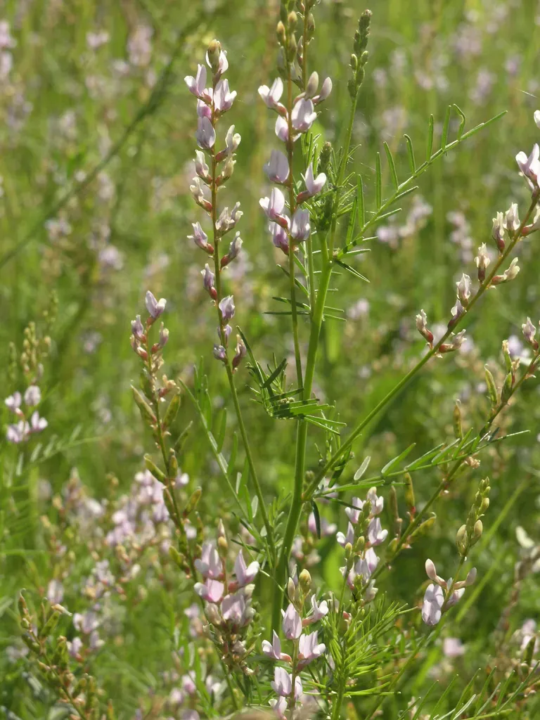 Astragalus Sulcatus