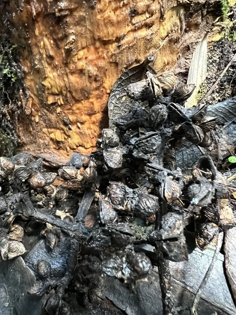 Zanthoxylum Quinduense