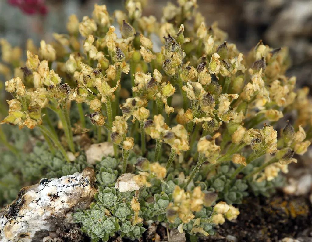 Mound Draba