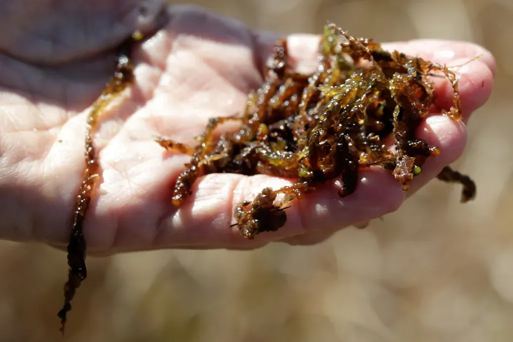 Sphagnum Cyclophyllum