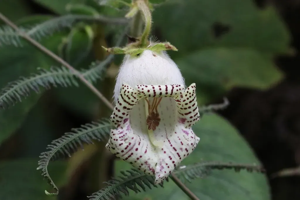 Tiger Kohleria