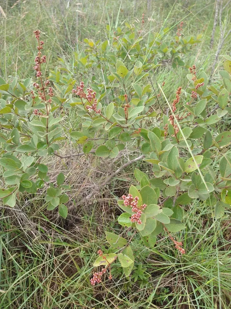 Heteropterys Campestris