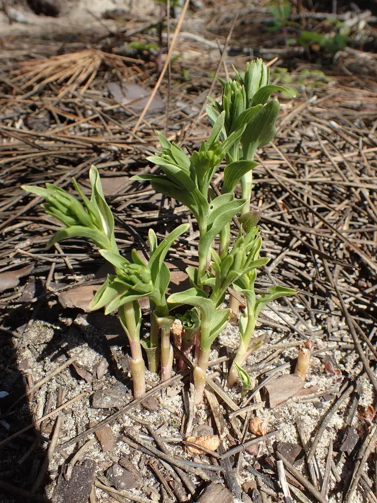 Green-flowered Helleborine
