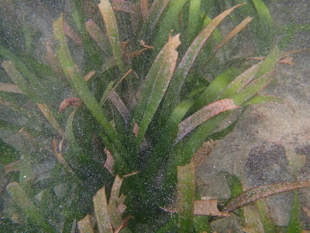 Turtle Grass